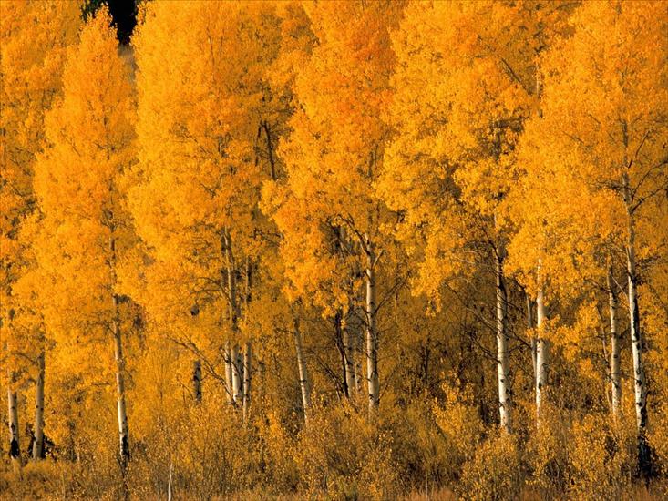 Złota Jesień - Aspen Trees, Montana - 1600x1200 - ID 31138.jpg