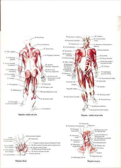 Atlas anatomiczny3 - skanuj0021.jpg