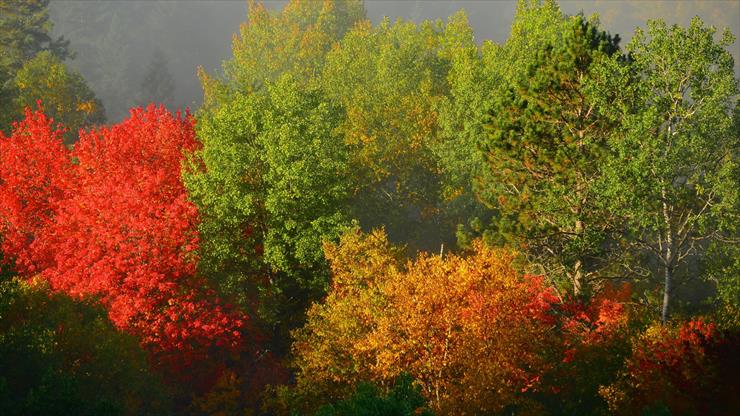 5. TAPETY NA PULPIT  194 - trees_autumn_foliage_fog_108395_1920x1080.jpg