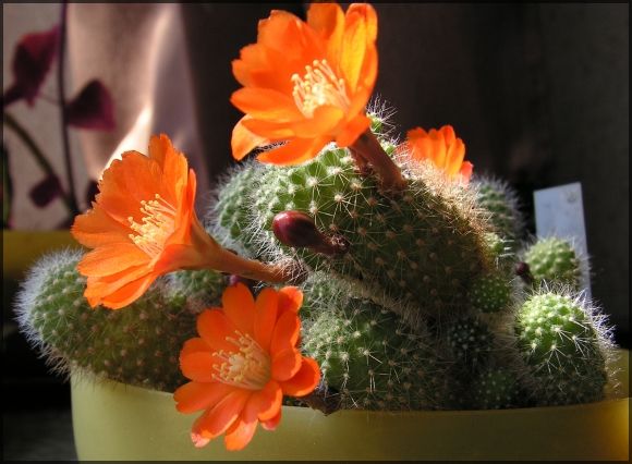 Kwitnące kaktusy - aylostera.jpg
