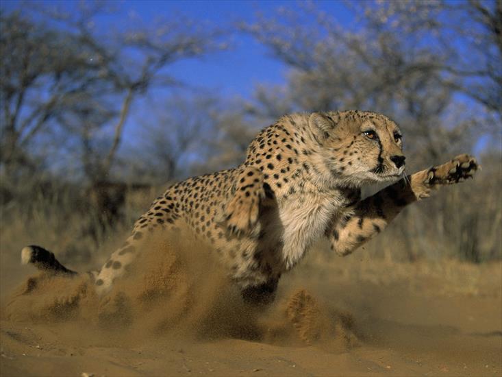 Tapety - Pouncing Cheetah, Africa.jpg
