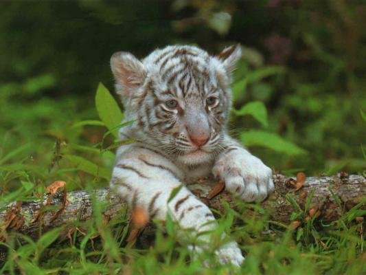 Zwierzęta - tygrys_7.jpg