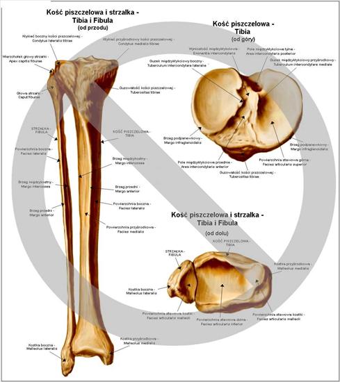Anatomia - Kość piszczelowa i strzałkowa.jpg
