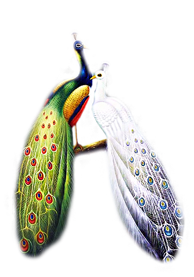 PIĘKNE PAWIE - 61788748_jcw_peacock_and_peahen.png