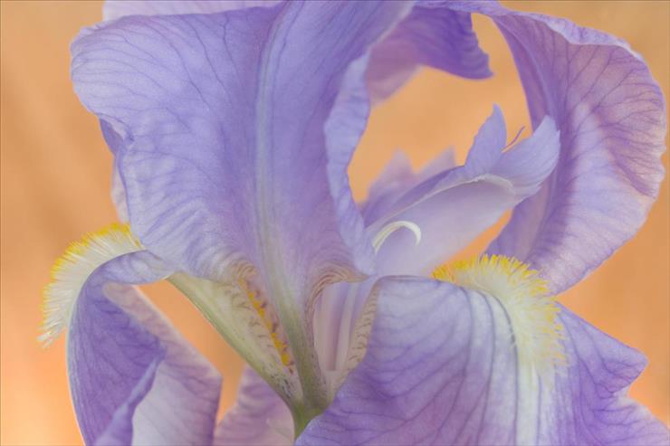 Tapety - Bearded Iris.jpg