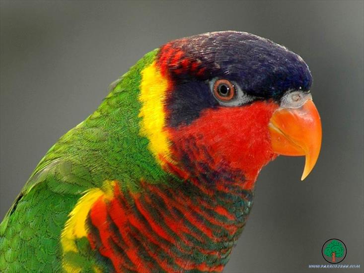 Piękne papużki - Parrots - 09.jpg