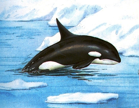 Anaruk, chłopiec z Grenlandii - orka.jpeg
