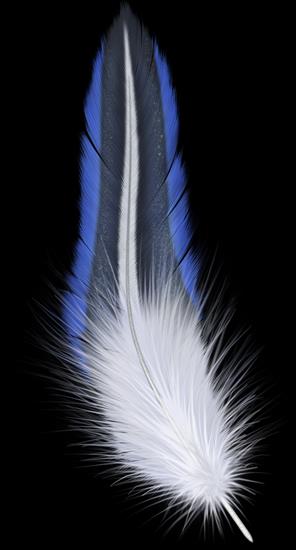 Piórka - feather09.png