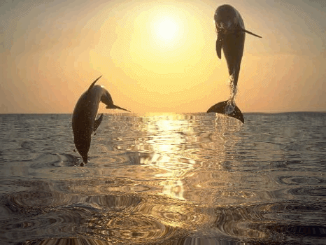 delfiny - delfinki_o_zachodzie.gif