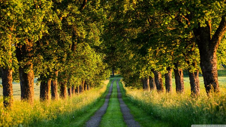 Galeria - beautiful_country_road_tree_tunnel-wallpaper-2560x1440.jpg