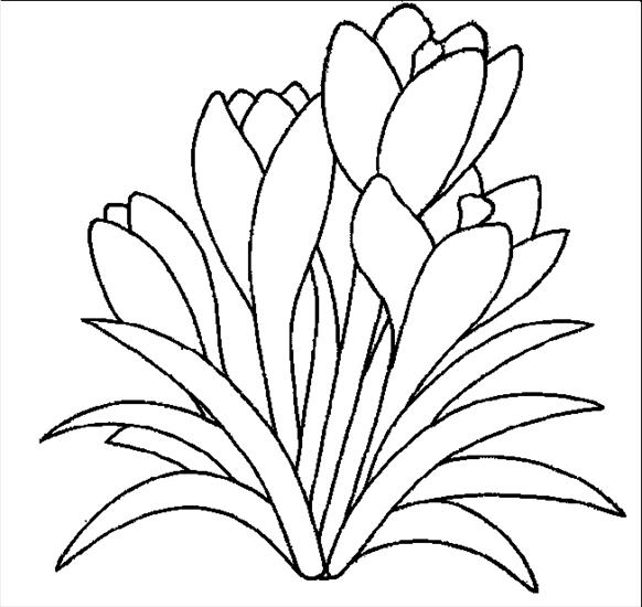 Kwiaty - krokusy1.gif