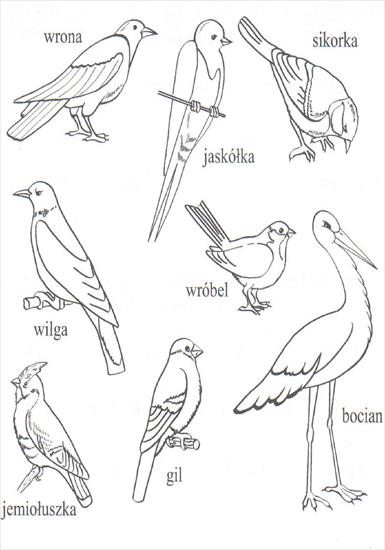 edukacja przyrodnicza - ptaki.jpg