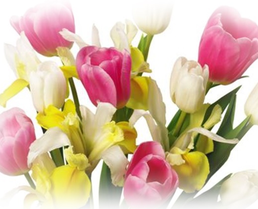Jpg-Tulipany - hj-crop.jpg