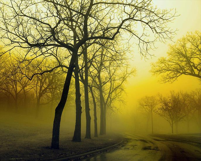 JESIEŃ - jesień mgła droga drzewa.jpg
