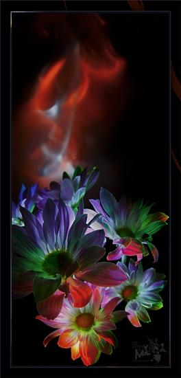 Kwiaty - The painting of lights  Flowers 47.jpg