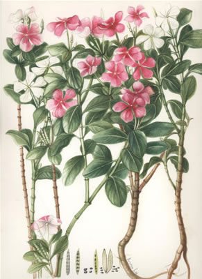 Leczenie - Catharanthus Roseus - Barwinek różyczkowy 2 Akkuamina,...rozyna, windolina, winkrystyna, winblastyna, winkamina.jpg