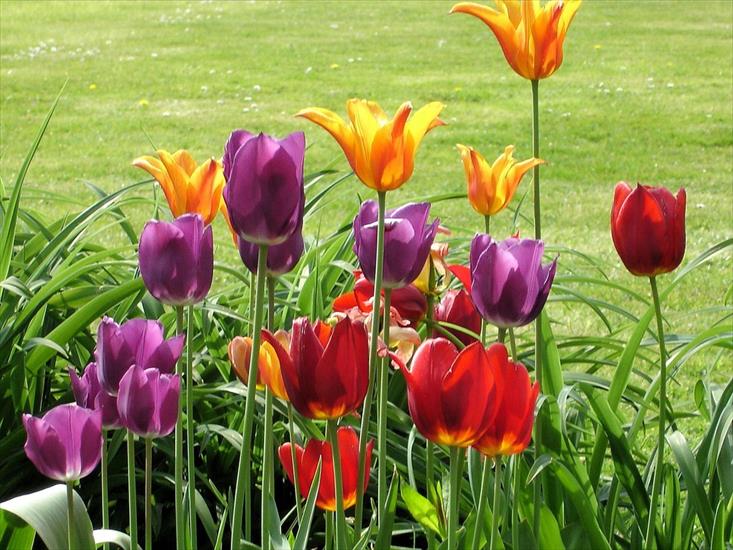 Kwiaty różne - Tulipan 30.jpg