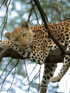 tapetki - Leopard.jpg
