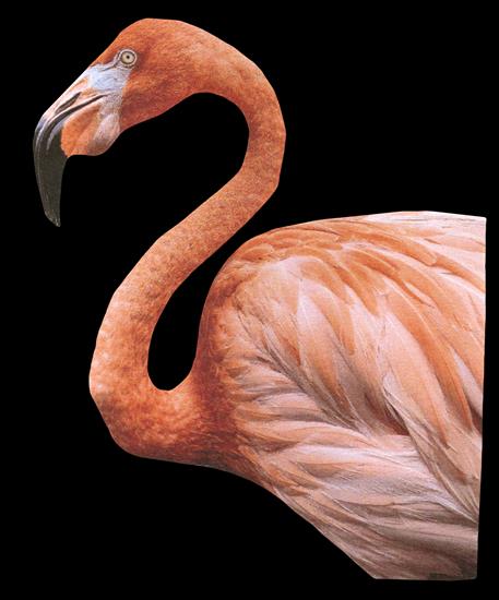 Animals - flamingo-03.png