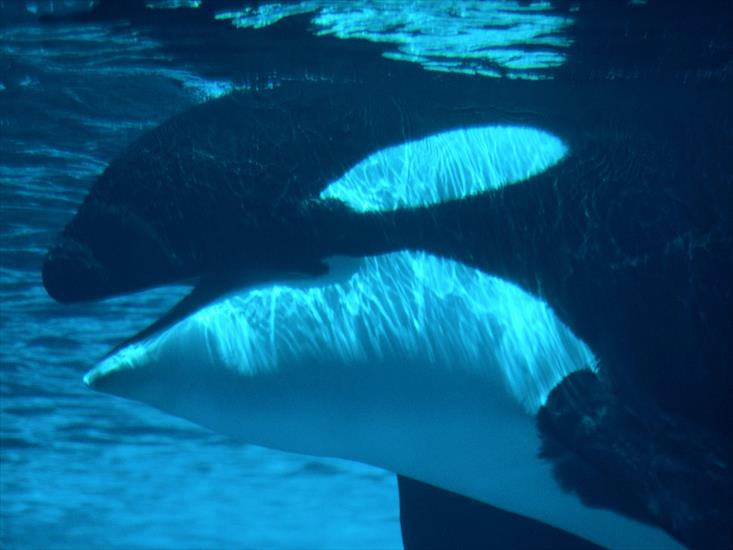 Wodny Świat - Submerged, Killer Whale.jpg