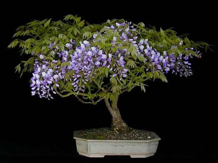    Drzewka  Bonsai   - bonsai 36.JPG